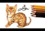 Drawing Of A Bengal Cat Bengal Katze Zeichnen Lernen Mit Buntstiften How to Draw A Bengal