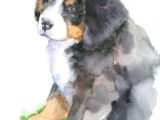 Drawing Of A Bernese Mountain Dog 24 Best Bernese Mountain Dogs Images Bernese Mountain Bernese