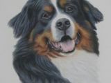 Drawing Of A Bernese Mountain Dog 994 Best Dog Portraits Images Doggies Cute Baby Dogs Cute Puppies