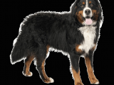 Drawing Of A Bernese Mountain Dog Bernese Mountain Dog Breed Facts and Information Wag Dog Walking