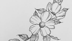 Drawing Of A Big Rose Wild Flower Wednesdays Rho In 2019 Drawings Art Art Drawings