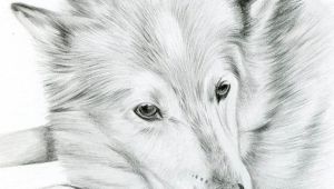 Drawing Of A Black Dog Custom Pencil Cat Sketch Size 4 X 4 or 5 X 5 Pet Portrait Cat