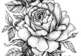 Drawing Of A Black Rose Rose with Banner New Easy to Draw Roses Best Easy to Draw Rose