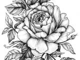 Drawing Of A Black Rose Rose with Banner New Easy to Draw Roses Best Easy to Draw Rose