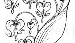 Drawing Of A Bleeding Heart Tattoo Tattoo Pinterest Tattoos Vine Tattoos and Heart Flower