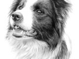 Drawing Of A Border Collie Dog 20521 Best Border Collie Images In 2019 Border Collie Puppies