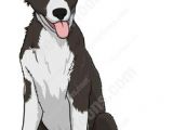 Drawing Of A Border Collie Dog 27 Best Border Collie Images Drawing Tips Drawing Techniques