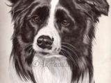Drawing Of A Border Collie Dog 75 Best Border Collie Art Images Border Collie Art Dog Cat Dog Art
