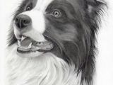 Drawing Of A Border Collie Dog Pin by Debbie Brown Ratliff On Art Pencil Drawings Collie
