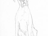 Drawing Of A Boxer Dog Boxer Dog Sketch by Battlekat S Boutique Art In 2019 Drawings