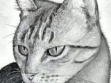 Drawing Of A Cat Free How to Draw A Cat Head Draw A Realistic Cat Step by Step Pets
