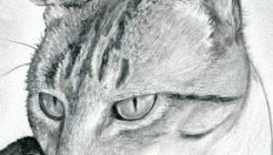 Drawing Of A Cat Head How to Draw A Cat Head Draw A Realistic Cat Step 11 Dragoart
