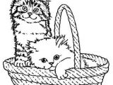 Drawing Of A Cat In A Basket Claire Arte Mania E Cia Riscos Para Bolsas Camisetas
