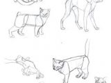 Drawing Of A Cat Laying Down 6486 Best Cat Drawing Images Cat Illustrations Drawings Cat
