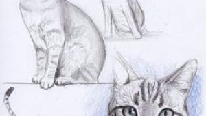Drawing Of A Cat On A Mat 1294 Best Cat Drawing Images In 2019 Drawings Sketches Of Animals