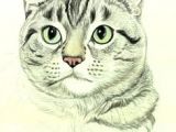 Drawing Of A Cat Pencil 159 Best Cats Images Draw Animals Drawings Easy Drawings
