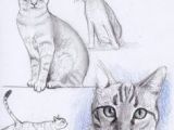 Drawing Of A Cat Pencil 300 Best Drawing Cats Images In 2019 Draw Animals Cat