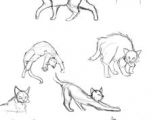 Drawing Of A Cat Tail Die 78 Besten Bilder Von Drawing Cats In 2019 Draw Animals
