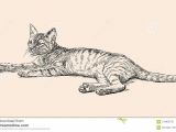 Drawing Of A Cat Tail Sketch Of A Lying Kitten Stock Vector Illustration Of Kitty 110965128