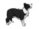 Drawing Of A Collie Dog 27 Best Border Collie Images Drawing Tips Drawing Techniques
