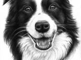 Drawing Of A Collie Dog Border Collie Smile Drawing by Nicole Zeug Saatchi Art