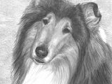 Drawing Of A Collie Dog Fella Portrait Commission This is A Graphite Pencil Drawing that I