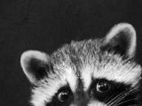 Drawing Of A Cute Raccoon 638 Best Raccoons In Art Images In 2019 Raccoons Animaux Cut Animals
