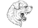 Drawing Of A Dangerous Dog Royalty Free Angry Rottweiler Images Stock Photos Vectors