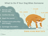 Drawing Of A Dog Bite Reasons why Dogs Bite and How to Stop It