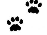 Drawing Of A Dog Paw Print 14 Best Tattoo Paws Feet Images Dog Paw Prints Dog Paw Pads