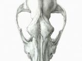 Drawing Of A Dog Skeleton 43 Best Dog Skull Images Dog Skull Skeletons Skulls
