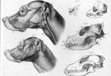 Drawing Of A Dog Skeleton Lose Yourself In the Gorgeous Anatomical Drawings Of Hermann