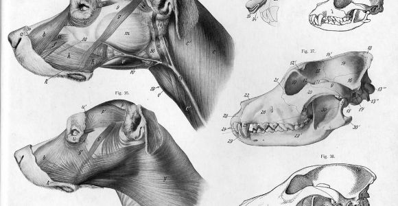 Drawing Of A Dog Skeleton Lose Yourself In the Gorgeous Anatomical Drawings Of Hermann
