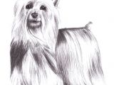 Drawing Of A Dog Standing 9 5 Aud Silky Terrier Dog Standing Pet Pencil Art Signed A4