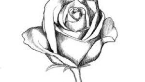 Drawing Of A Dozen Roses 136 Best Rose Drawings Images Painting Drawing Painting On