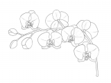 Drawing Of A Flowers Step by Step How to Draw Flowers the Sexy and Sultry orchid