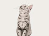Drawing Of A Fluffy Cat iPhone Wallpaper Art Pantalla Gatos Fondos De Pantalla
