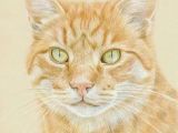Drawing Of A Ginger Cat 94 Best Cat Profile Pictures Images Cat Profile Free Photography