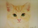 Drawing Of A Ginger Cat Ginger Cat with Green Eyes My Passion My Drawings Draw My