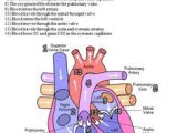 Drawing Of A Heart and Label 10 Facts About the Human Heart Anatomy Physiology Anatomy