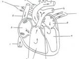 Drawing Of A Heart and Label 15 Best Heart Diagram Images Nurses Nursing Notes Nursing
