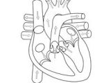 Drawing Of A Heart and Label 15 Best Heart Diagram Images Nurses Nursing Notes Nursing