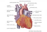 Drawing Of A Human Heart and Its Parts Anatomy Of the Heart Diagram View