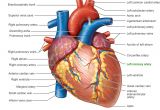 Drawing Of A Human Heart and Its Parts Pictures Of Human Heart Anatomy Anatomy Of the Human Heart 4k Ultra