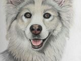 Drawing Of A Husky Dog Happy Husky Drawing by Erika Clarke