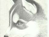 Drawing Of A Husky Dog Husky Face Drawing Finding Dory Husky Drawing Drawings Husky