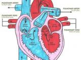 Drawing Of A Labeled Heart 10 Facts About the Human Heart Anatomy Physiology Anatomy