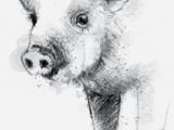 Drawing Of A Pig S Heart 134 Best Pig Drawing Images Piglets Pigs Pig Drawing