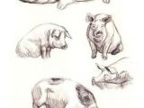 Drawing Of A Pig S Heart 134 Best Pig Drawing Images Piglets Pigs Pig Drawing