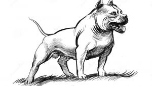 Drawing Of A Pitbull Dog Pit Bull Dog Stock Illustration Illustration Of Strong 100549807